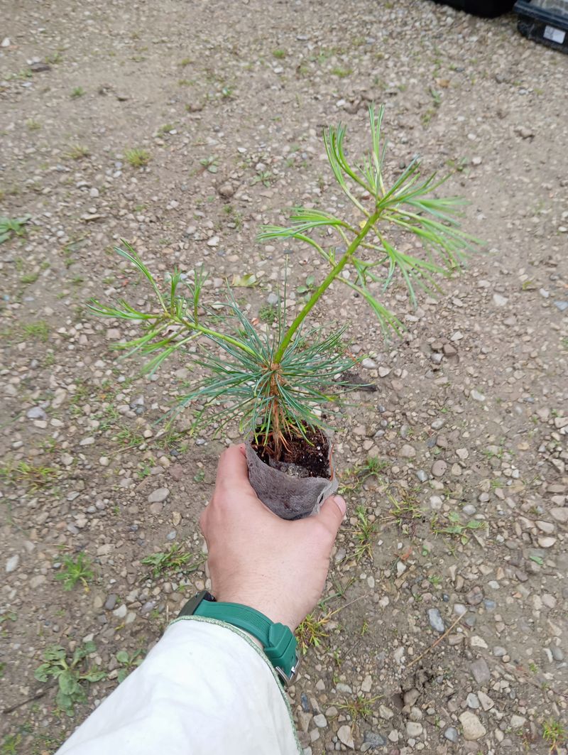 Pinus koraiensis